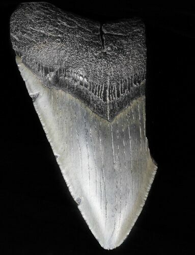 Partial, Megalodon Tooth - Georgia #56703